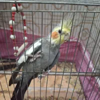 عروس زیبا 700