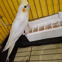 جوجه عروس هلندی