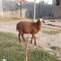 خا‌ها‌‌ن بره