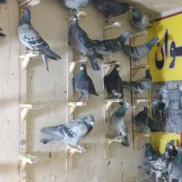 کفتر بوم