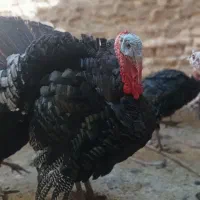 بوقلمون برنز|حیوانات مزرعه|مبارکه, |دیوار