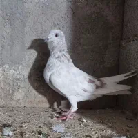 کبوتر بلندی|پرنده|قدس, شهرقدس|دیوار