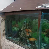 اکواریوم|ماهی|سوسنگرد, |دیوار