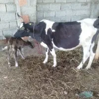 گاو گوساله دار|حیوانات مزرعه|آق قلا, |دیوار