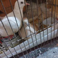 مرغ عشق|پرنده|زهک, |دیوار