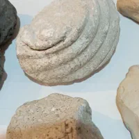 تعدادی فسیل