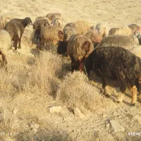 50راس میش آبستن ترکی یک دست جوان با 1قوچ|حیوانات مزرعه|شیراز, احمدآباد|دیوار