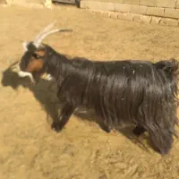 میش بز بره وکهره.قوچ .دبر|حیوانات مزرعه|شیراز, داریون|دیوار