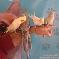 جوجه های عروس هلندی رام و دستی چلوندنی 2 ماهه|پرنده|تهران, تهرانپارس شرقی|دیوار