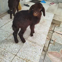 ۲ راس بره افشاری نر