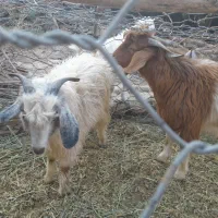فروش ۳گوسفند دوتا چپش یه گیسه|حیوانات مزرعه|جیرفت, |دیوار