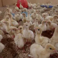 جوجه بوقلمون بیوتی