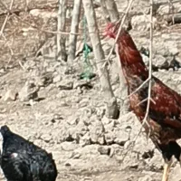 ۱ عدد خروس لاری و ۲ عدد مرغ لاری اصل