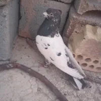 کبوتر کله ای اصل یک میلیون