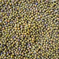 ماش تازه چین