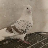 پلنگ نر پشت سرور کاکولی نژاد دار و پرشی