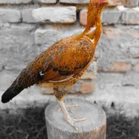 مرغ لاری ابرش