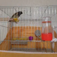 فروش جوجه سهره خاکی