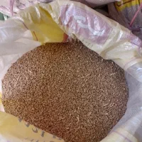 گندم حیدری|عمده‌فروشی|بروجن, |دیوار