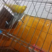 مرغ عشق انگلیسی|پرنده|تفت, |دیوار