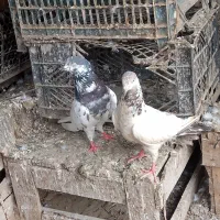 کبوتر چوفته 10000000