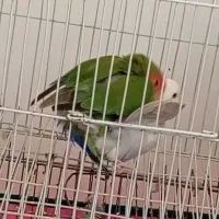 کوتوله|پرنده|شیراز, رکن‌آباد|دیوار