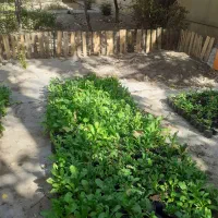 نشا گل|گل و گیاه طبیعی|کرج, حصار سرجوب|دیوار