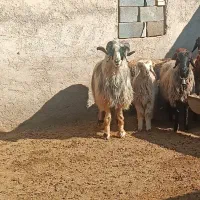 قوچ عربی|حیوانات مزرعه|خرامه, |دیوار