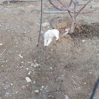 سگ پاکوتاه ۴ ماهه