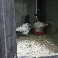 کفتر|پرنده|چناران, |دیوار