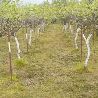 زمین-2200متری-در-چماچا