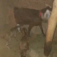 بز و بزغاله|حیوانات مزرعه|سبزوار, قصبه شرقی|دیوار