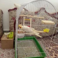 عروس هلندی|پرنده|قروه, |دیوار