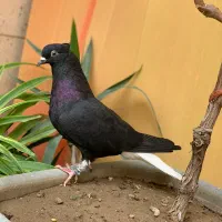 زیل دم سفید زرد دم سفید