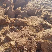 کود میش و بز