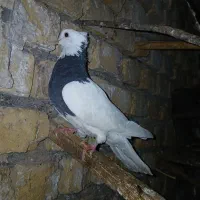کبوتر کاشانی و  طوقی