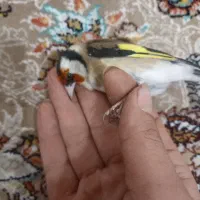 سهره جفتی|پرنده|مریوان, |دیوار