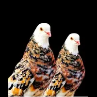 ماده کله زرد