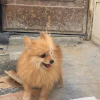 پامر روباهی خالص|سگ|اصفهان, هفتون|دیوار