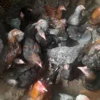 مرغ و خروس|حیوانات مزرعه|سیرجان, |دیوار