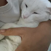 گربه گم شده