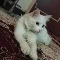 گربه پرشین سفید
