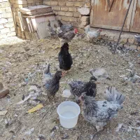 مرغو خروس گلین طوسی بی غلط|حیوانات مزرعه|قم, یزدان‌شهر|دیوار