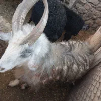 دبر جوان واصیل|حیوانات مزرعه|داران, |دیوار