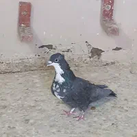 کفتر شهری و کرمانی|پرنده|شیراز, آزادگان|دیوار