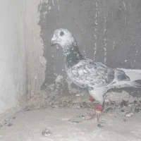 سوسکی سبز|پرنده|تربتحیدریه, فتح المبین|دیوار