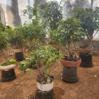 بنسای شفلرا مناسب نگهداری در منزل