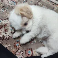 سگ پا کوتاه