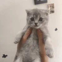 گربه اسکاتیش