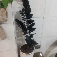 گل زامیفولیا|گل و گیاه طبیعی|کرج, خرمدشت|دیوار